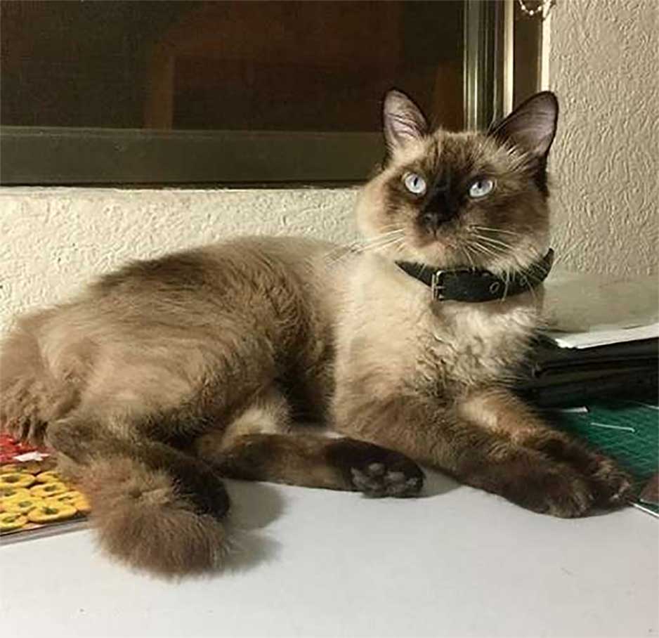 chat note collier révèle double vie