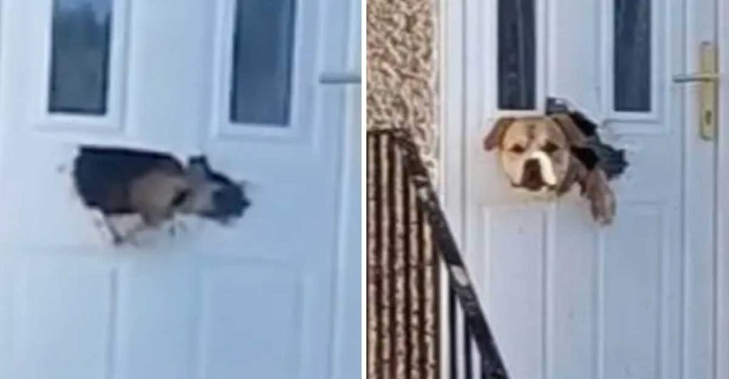 Un chien angoissé a mangé la porte de sa maison et a suscité l