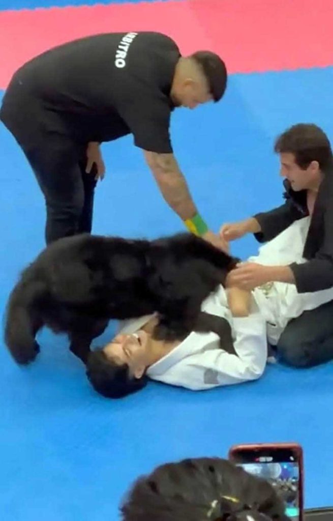 chien gardien paix interrompu tournoi jiu-jitsu