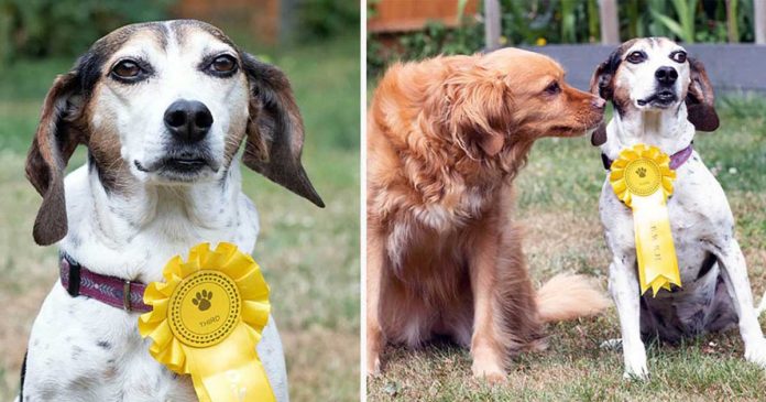 chien perdu revient gagnant exposition canine rosette