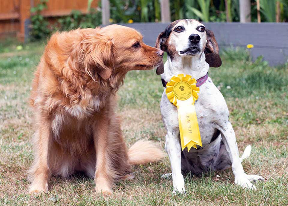 chien perdu revient gagnant exposition canine rosette