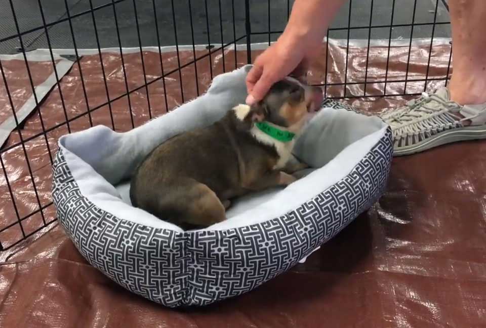 chien sauvé usine à chiots premier lit