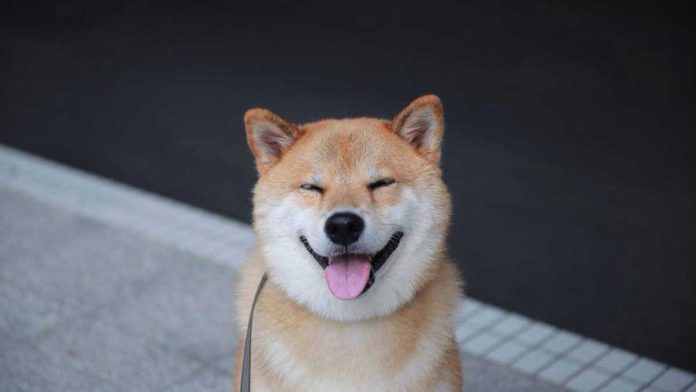 chiens peuvent-ils sourire vraiment