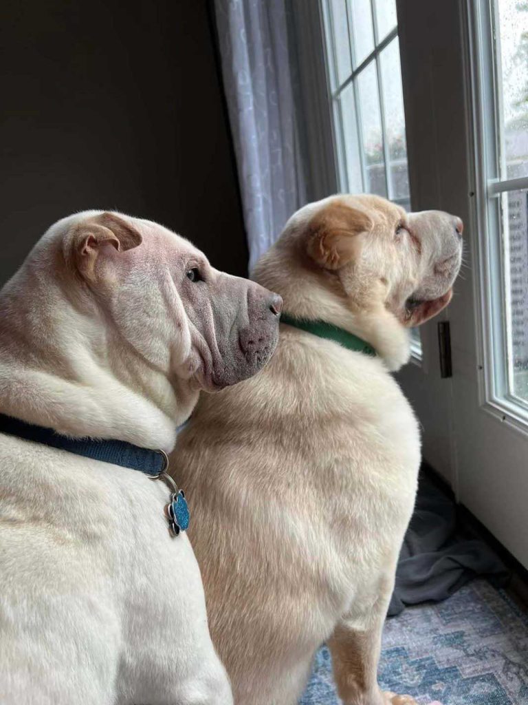 couple adopte chien ressemble autre chien raison