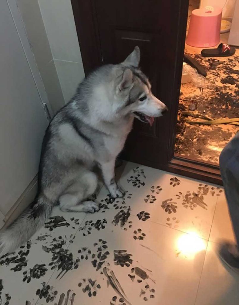 famille laisse Husky seul 3 heures redessine appartement