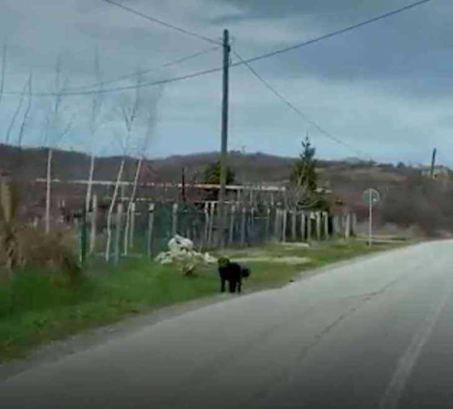 homme vu chien abandonné route sauver