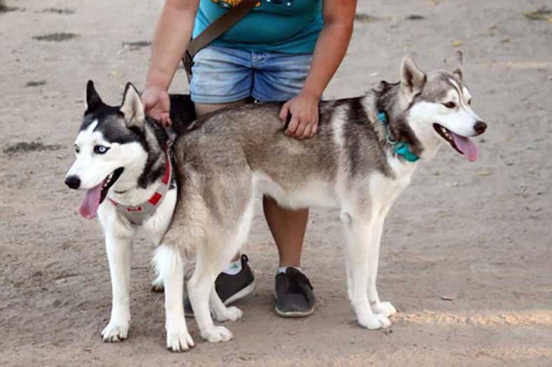 huskies abandonnés parc à chiens