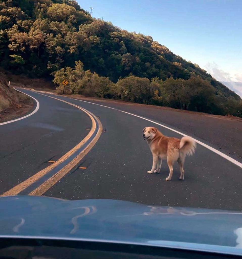 sauveteurs trouvent chien amical montagne