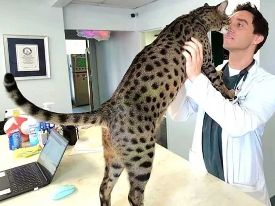 Fenrir plus grand chat domestique vivant du monde
