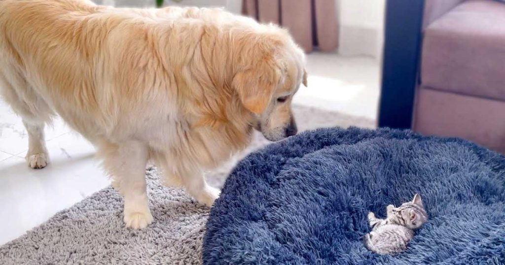 VIDÉO Un Golden Retriever se bat doucement avec un chaton qui lui a volé son lit Chats et Chiens