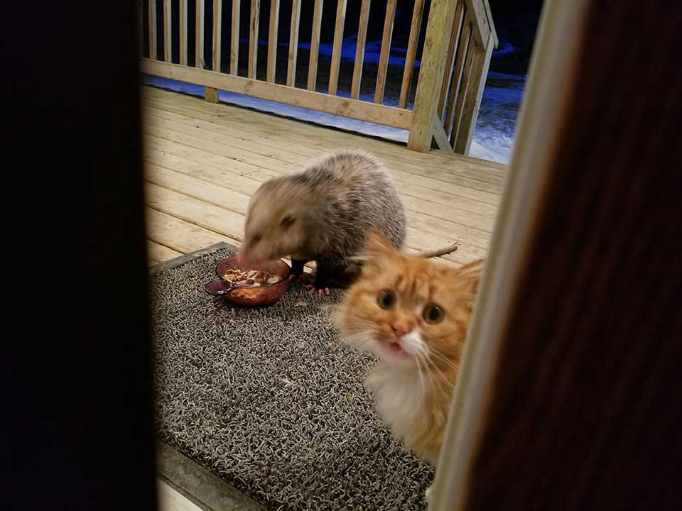 chat ramène ami opossum maison