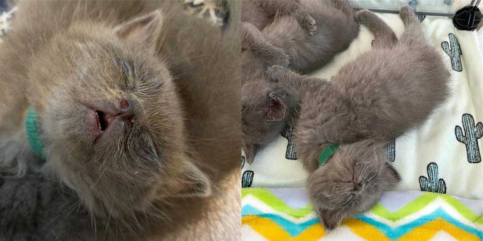 chatons sauvés se blottissent genoux maman adoptive