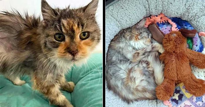 chatte sauvée 22 ans s épanouit maison