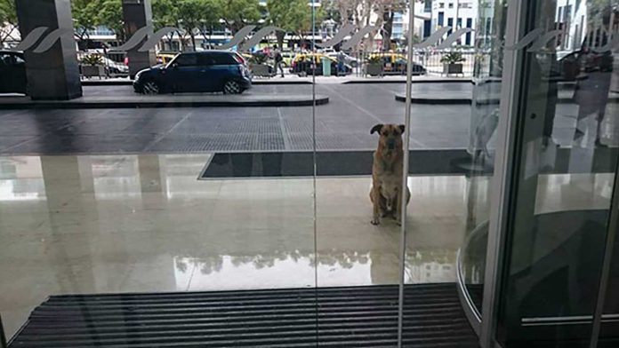 chien errant ne renonce jamais attendre hôtesse air hôtel