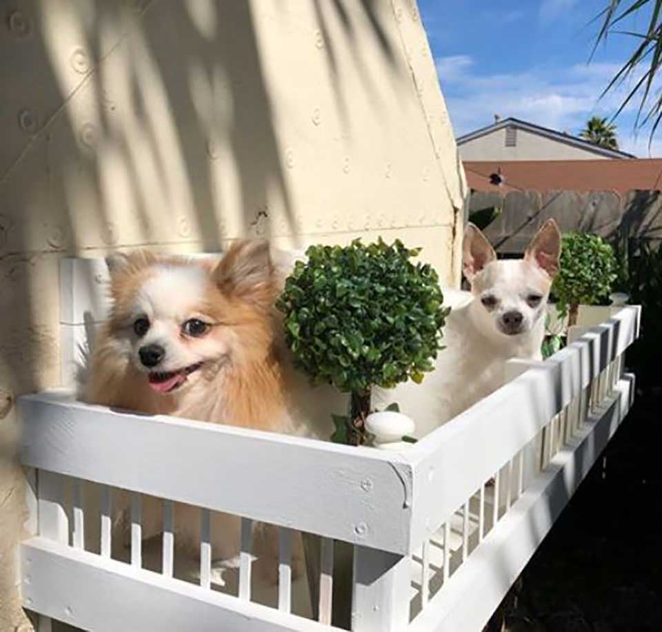 femme manoir chiens jardin