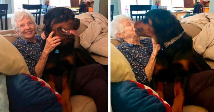 grand-mère rottweiler chien obéissant
