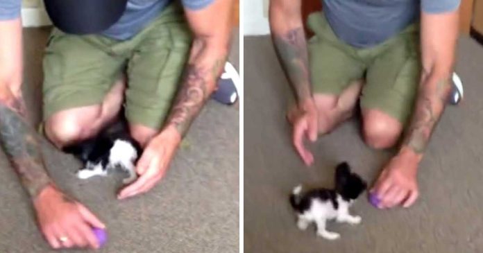 propriétaire plus petit chien du monde protéger