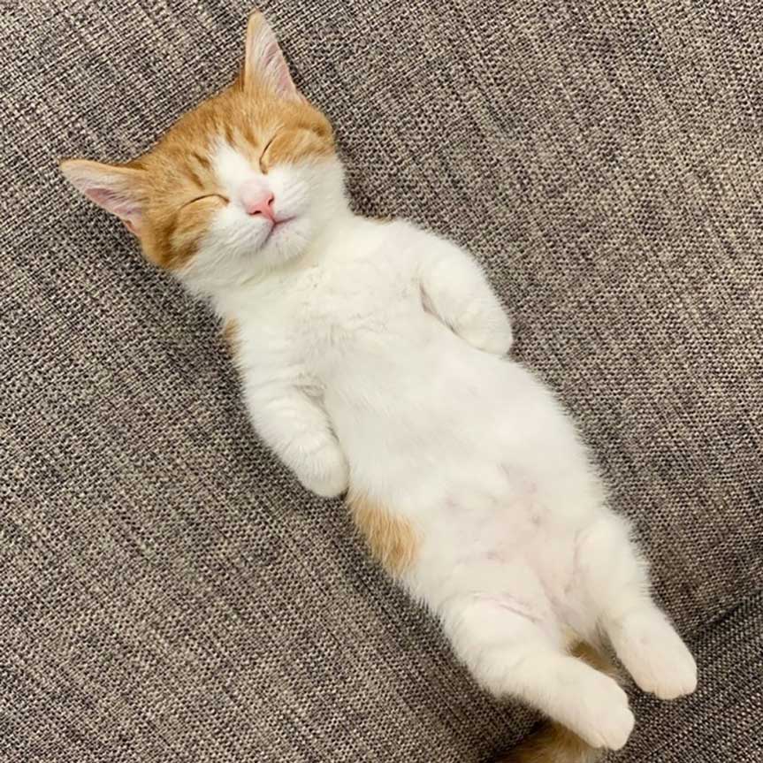 Chata petit chaton dort comme humain