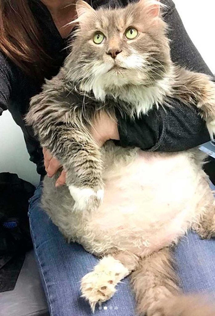 chat potelé sauvé ventre