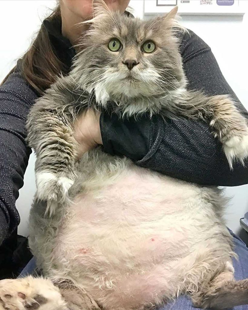 chat potelé sauvé ventre