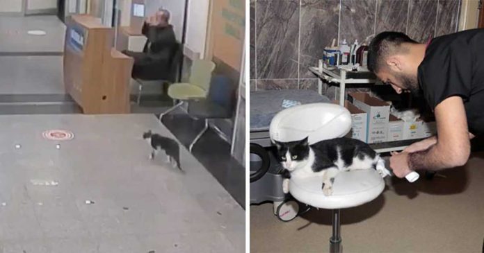 chat sans abri entre hôpital aide