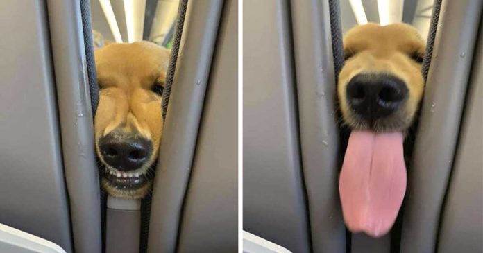 chien amical divertit les passagers