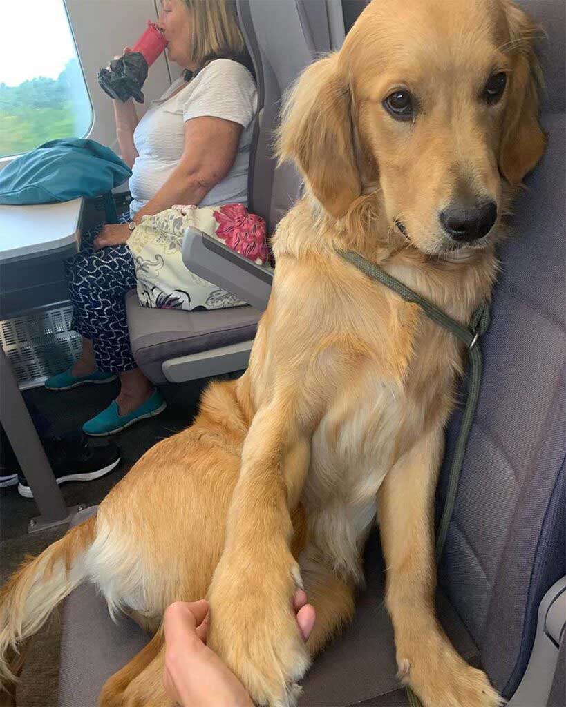 chien amical divertit les passagers