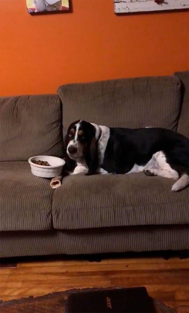 chien apporte bol nourriture canapé