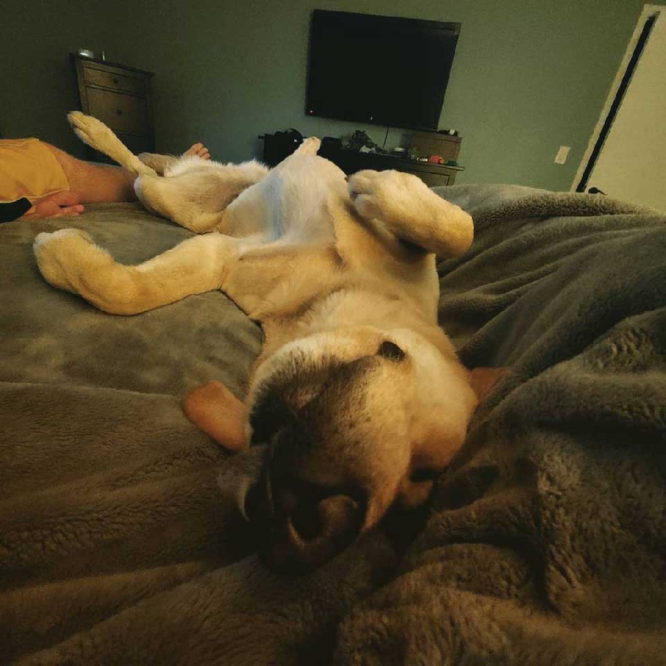 chien dort positions bizarres siestes
