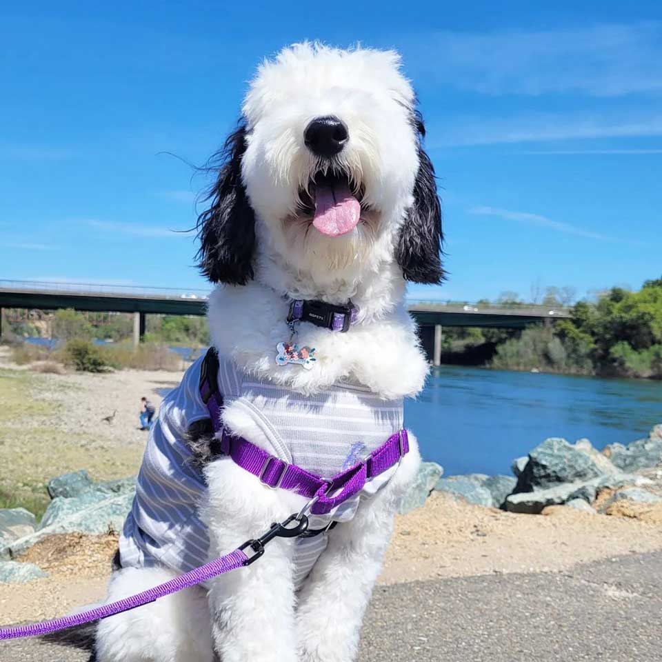 Bayley chien viral identique Snoopy