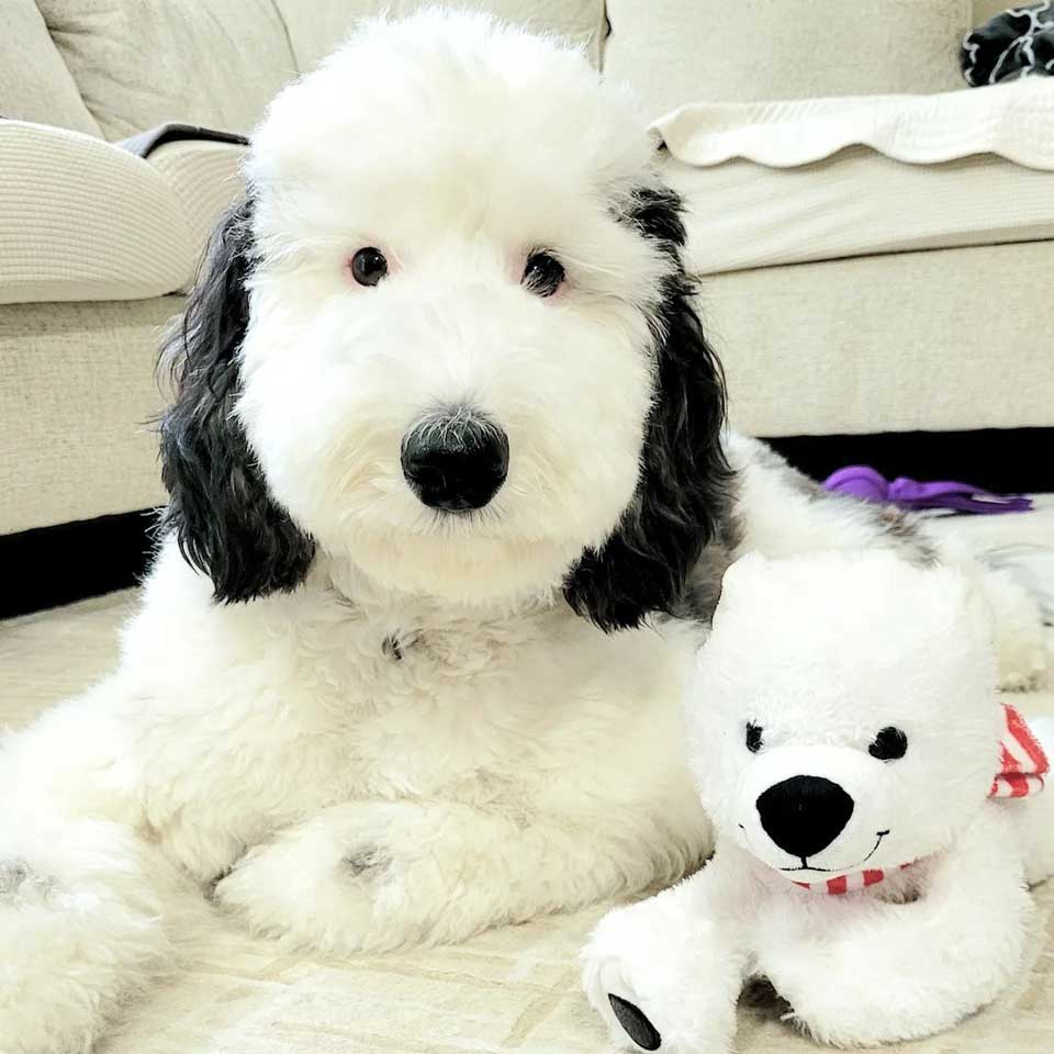 Bayley chien viral identique Snoopy