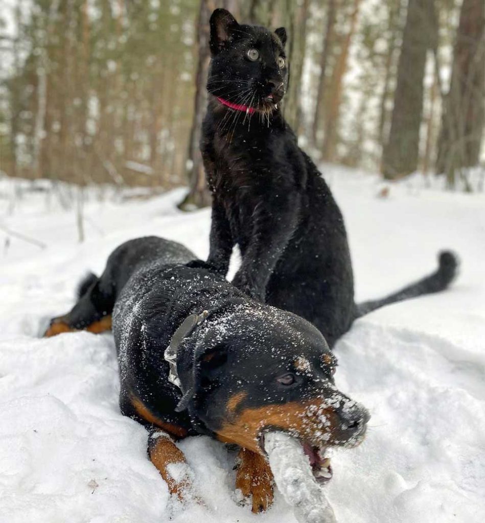 Rottweiler panthère sauvé meilleurs amis