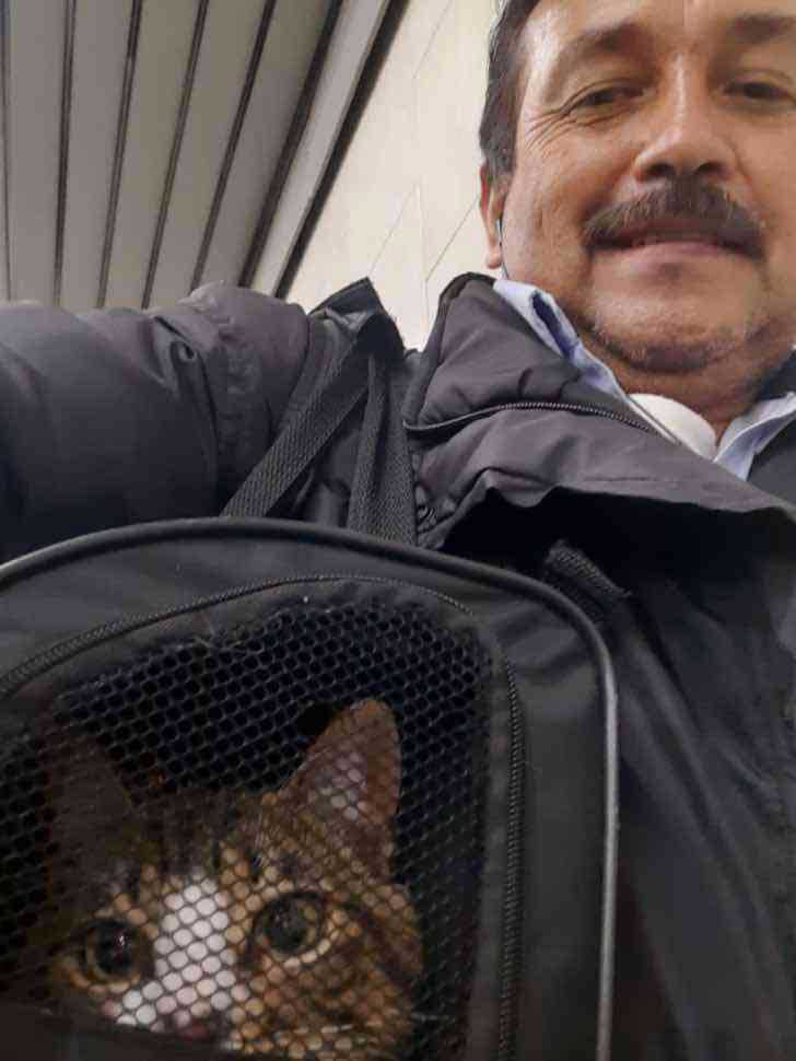 chat abandonné bus adopté conducteur