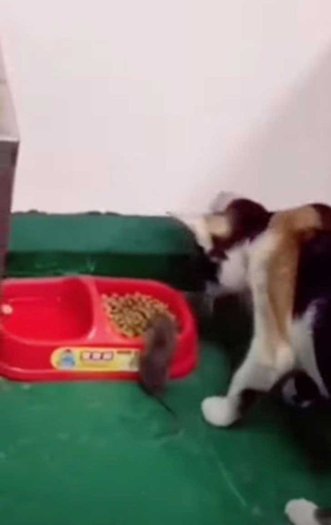 chat ramène une souris pour manger dans son bol
