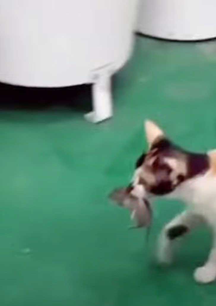 Ce chat conduit une souris vers un bol de nourriture pour qu