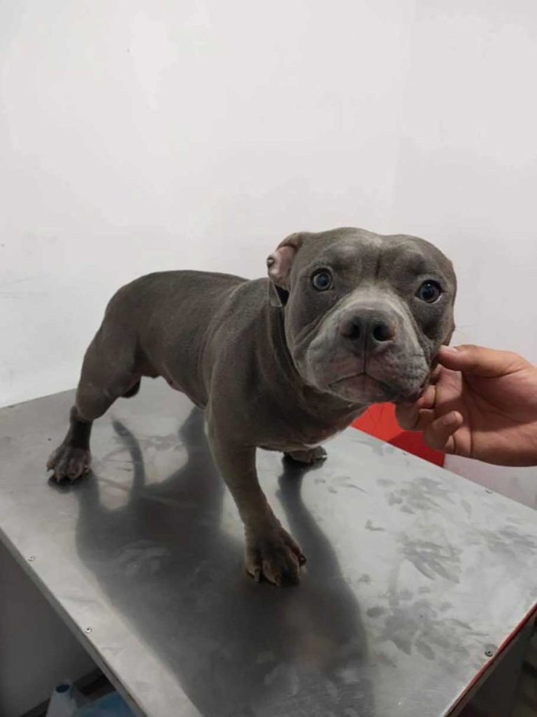 chien abandonné trouve maison clinique vétérinaire