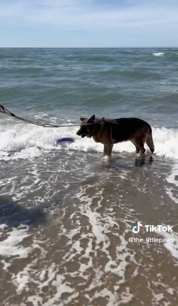 chien plus âgé refuge quitté chenil se baigner plage