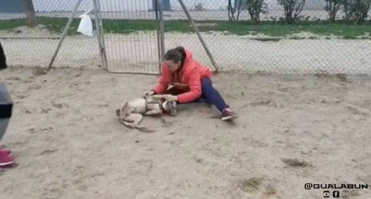 femme jetée terre pleuré trouvé chien volé