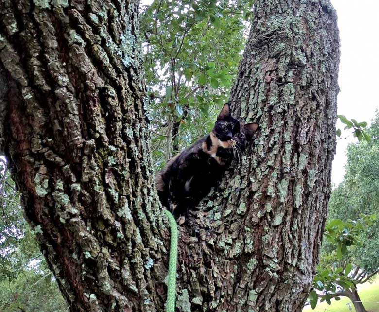 homme consacre sa vie à sauver les chats des arbres