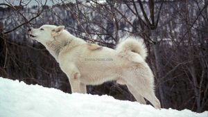 Chien du Groenland