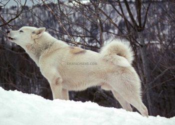 Chien du Groenland 3 Chien-du-Groenland