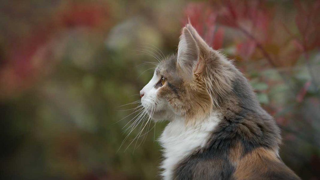 Quel âge a un chat en termes d