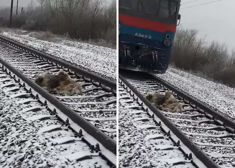 brave chien rrisque sa vie pour protéger son compagnon blessé sur les voies ferrées