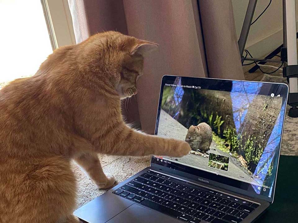 chat apparaît maison femme regarder vidéos oiseaux