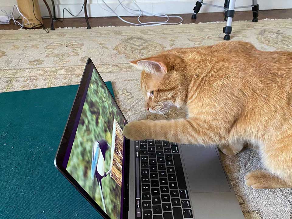 chat apparaît maison femme regarder vidéos oiseaux
