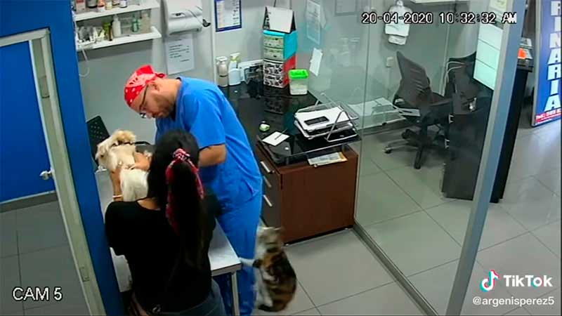 chat défend chiot vacciné vétérinaire