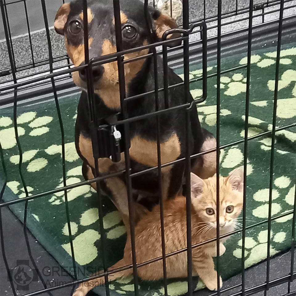 chaton tient compagnie chien effrayé vétérinaire