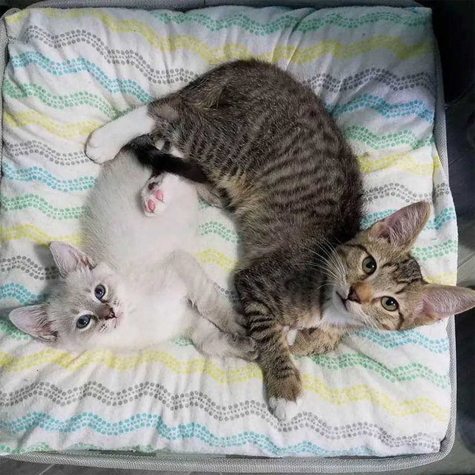 chatons forment lien mignon rester ensemble
