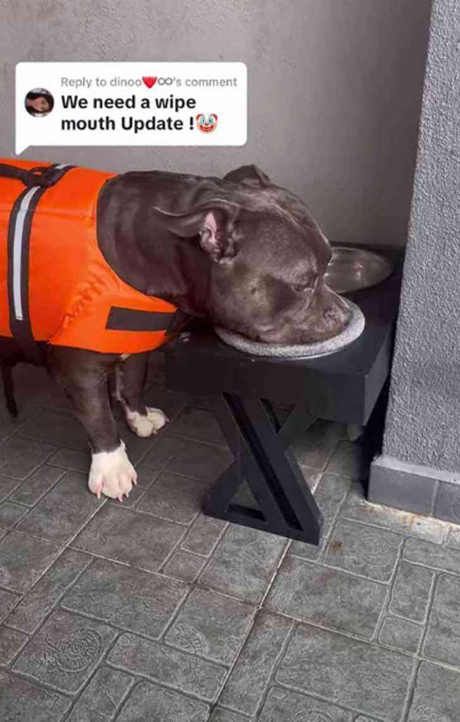 chien bien élevé essuie museau chaque fois boit eau