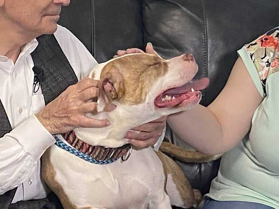 chien passé plus de 700 jours famille accueil attendant être adopté